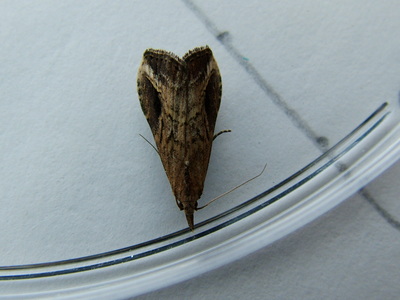 Pinion-streaked Snout
